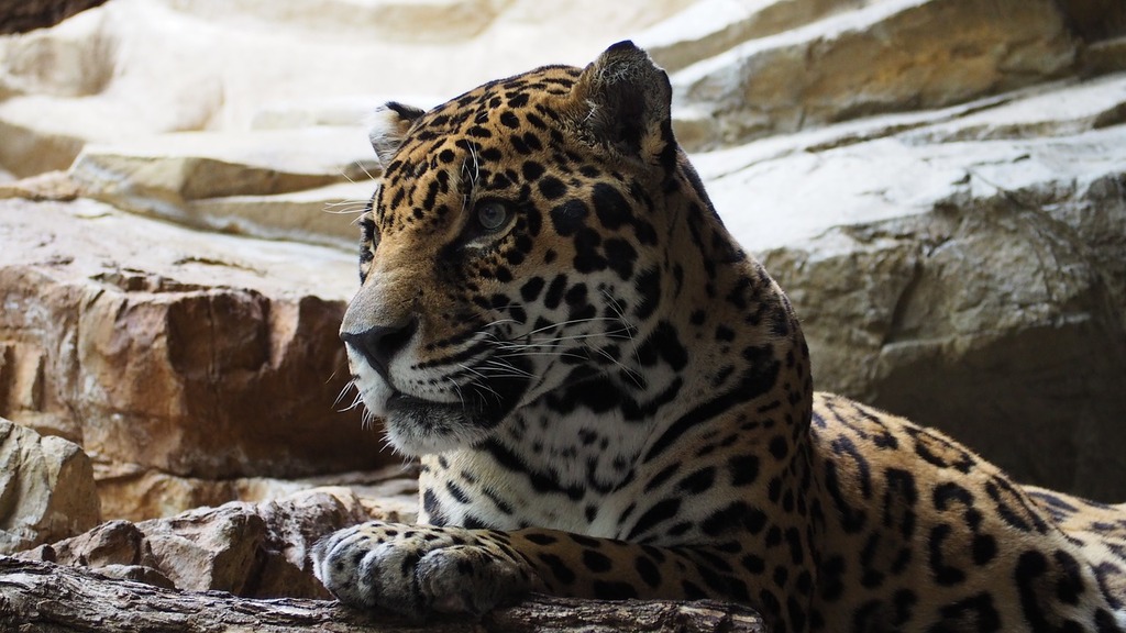 A Jaguar
