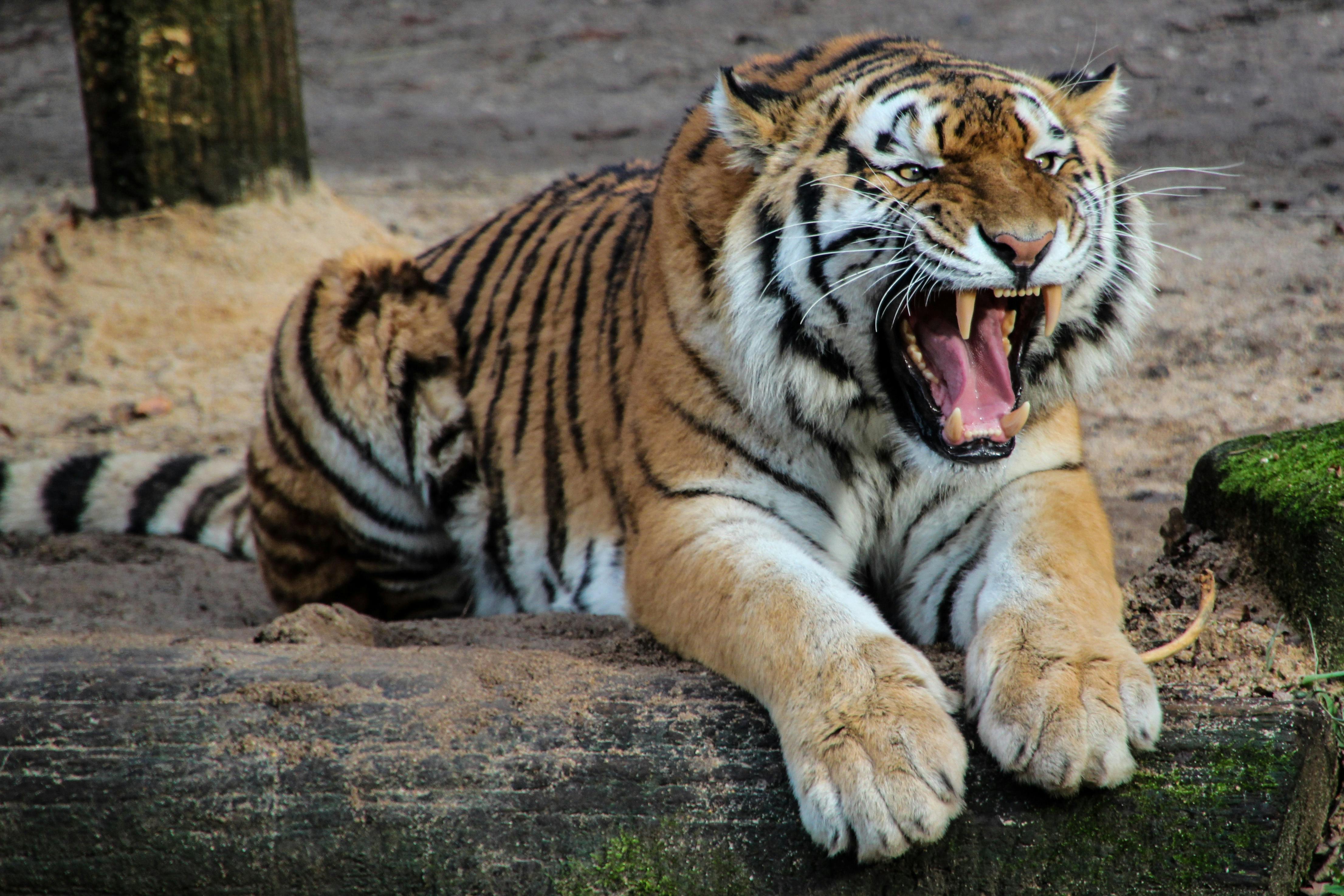 A Tiger